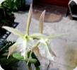 Epi. ciliare x Br. digbyana